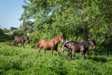 Obraz na płótnie Canvas des chevaux marchent les uns derrière les autres dans un environement vert et luxuriant