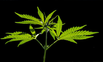 Wild marijuana plant isolated on the black background.