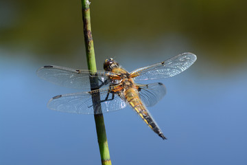 Four Spotted Chaser Dragonfly, Cornwall, UK