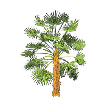 Vector drawn fan palm tree on white background in a sketch style. Exotic collection.