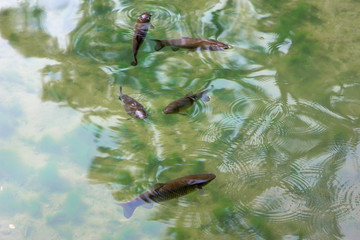 Five fish in the beautiful clean water