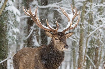 Single adult noble deer with big beautiful horns on snowy field on forest background. European wildlife landscape with snow and deer with big antlers.Portrait of Lonely elk.Desired trophy for hunters.