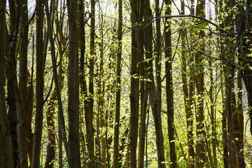 Fototapeta premium Low sun through trees in the woods