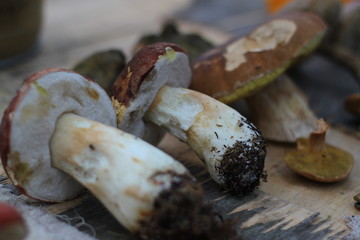  Mushrooms