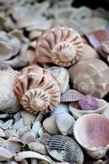 Blitzschnecken in Florida.