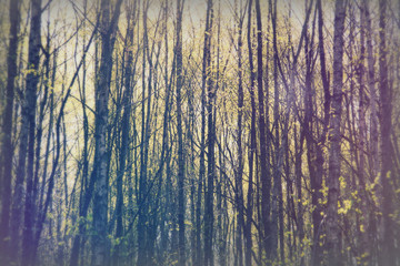 Fototapeta premium Low sun through trees in the woods