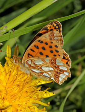 farfalla con macchie argentate (Issoria lathonia)