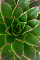 succulent green plant macro pattern background