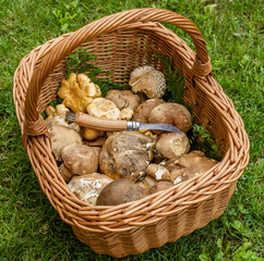 Boletus edulis, cantharellus cibarius mushroom and mushroom knife in a basket on the green grass