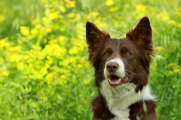 Head of brown and white border collie portrait sitting in a park, pink tongue, watching, observing,...
