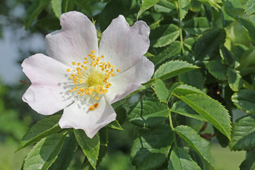 rosellina selvatica (Rosa canina)