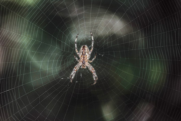 Big Garden-spider araneus in the center of web. Natural background with dark bokeh. Cobweb with spider.