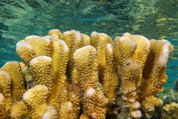 Pocillopora coral close up, commonly called cauliflower coral, Pacific ocean, French Polynesia,...