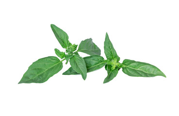fresh green leaf mint isolated