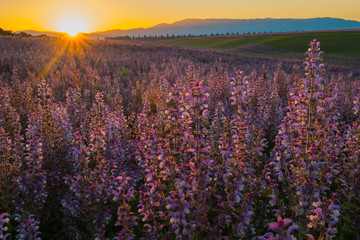 Fototapeta premium Paysage de Provence, France. Lever de soleil sur le champ de sauge sclarée.