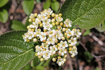 ombrella bianca di viburno (Viburnum lantana)