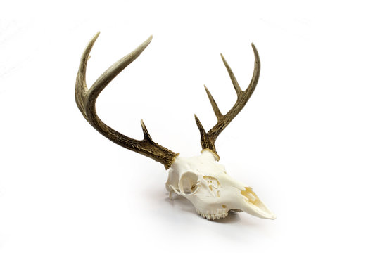Fototapeta Whitetail Deer Buck Antlers and Skull