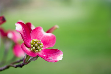 Fototapeta na wymiar Blooming Dogwood Tree Flowers