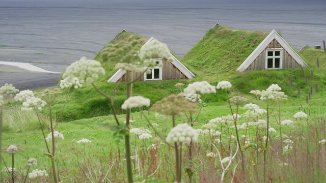 Wide panning shot of turf houses behind flowers. Austur-Skaftafellssysla, Iceland