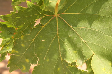 Leaf
