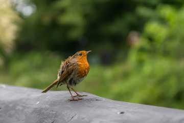 Robin