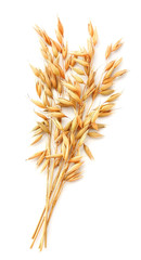 Oat plant