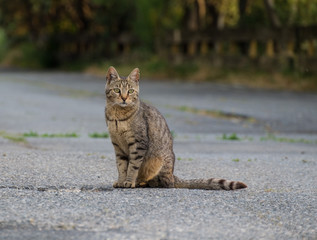 Un chat tigré dans la rue.