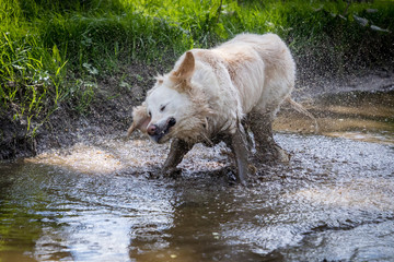 happy dog shaking in muddy puddle