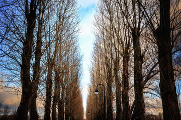 Bare trees line the road in city park at sunset. Forest landscape, crown of trees rows without leaves, street light and dark sky with colorful clouds, silhouette of winter woods.
