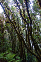 Mysterious green anaga rain forest - Canary islands, Spain