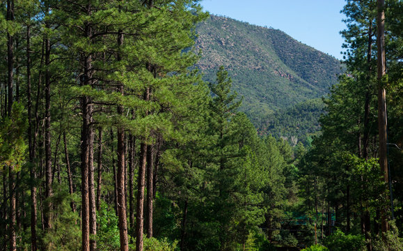 Payson Arizona Forest