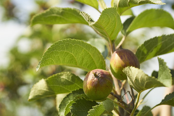 apple orchard in June with budding fruit