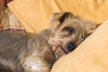 Naklejka na ściany i meble Cute Doggy Sleeping warm soundly with his head on a pillow. Yorkshire Terrier brown doggie