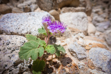 Phacelia calthifolia, beautiful desert flowers thrive among the rocks in the Anza Borego Desert