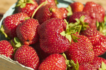 a quart of freshly picked strawberries out in the sunshine