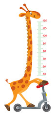 Fototapeta na wymiar Giraffe on scooter. Meter wall or height chart