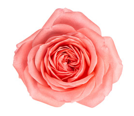 Close up fresh pink rose flower