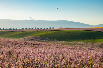 Fototapeta premium Paysage de Provence, France. Grand champ de sauge sclarée. Champ d'herbe verte. Les montagnes en arrière-plan. Deux montgolfières au loin. 