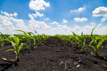 Agronomist Using a Tablet in an Agricultural Field