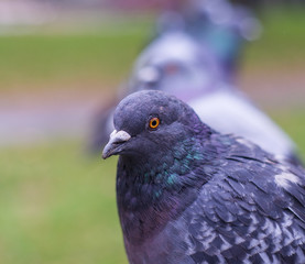 Pigeons