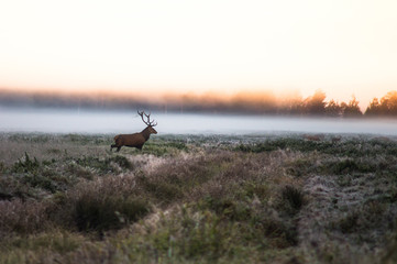 Obraz na płótnie Canvas Red deer on the field early in a foggy morning during the rut. Belarus, Naliboki forest