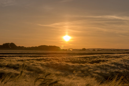 Cornfield under golden sunrise in summer