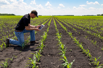 Agronomist Using a Tablet in an Agricultural Field