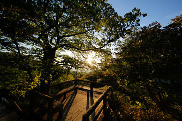 Fototapeta premium Resting place in the forest