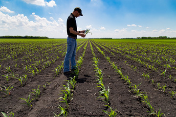 Agronomist Using a Tablet in an Agricultural Field