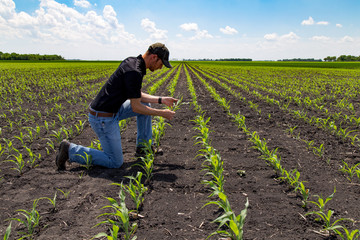 Agronomist Using a Tablet in an Agricultural Field