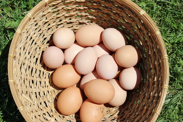 farm eggs 