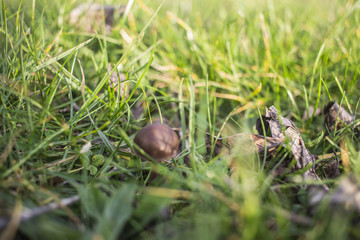 grass