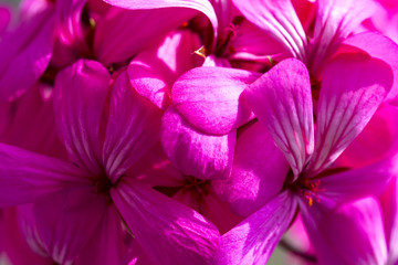 Beautiful fairy dreamy magic pink purple flowers on faded blurry background