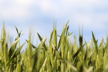 Fototapeta premium summer field with young green ripening ears of grain on a blue sky background